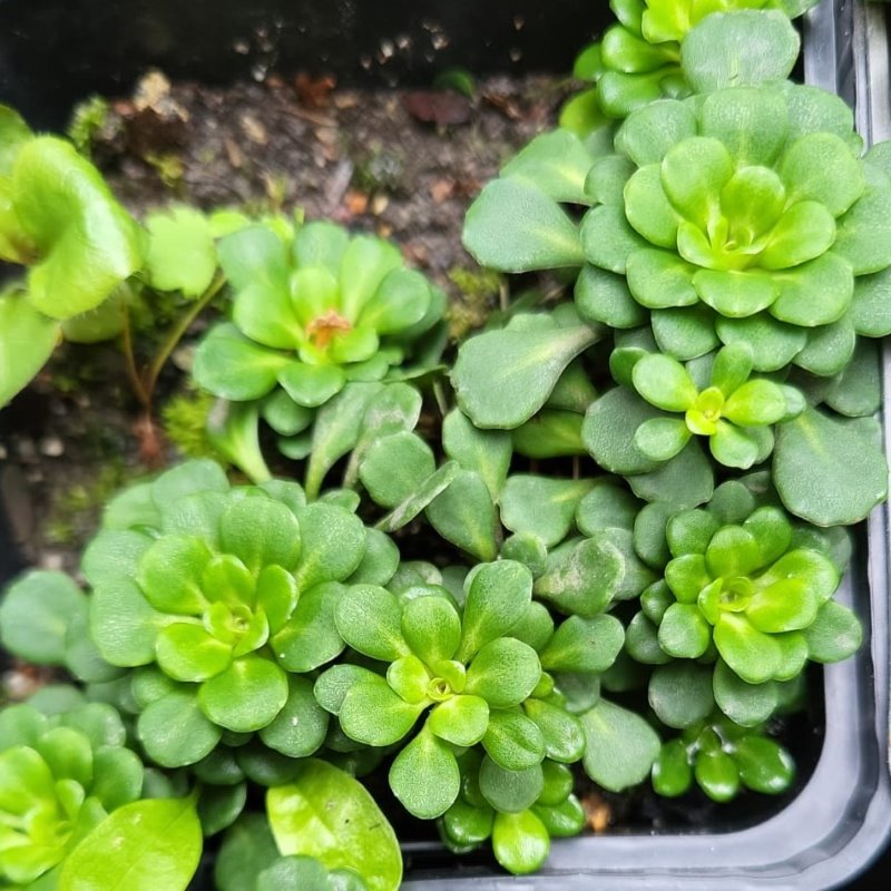 Zdjęcie rośliny: Skalnica cienista / Saxifraga x urbium var. primuloides