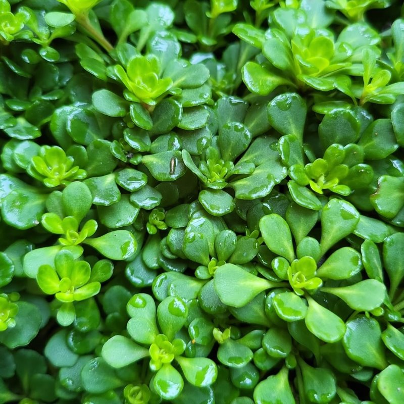 Zdjęcie rośliny: Skalnica cienista / Saxifraga x urbium var. primuloides