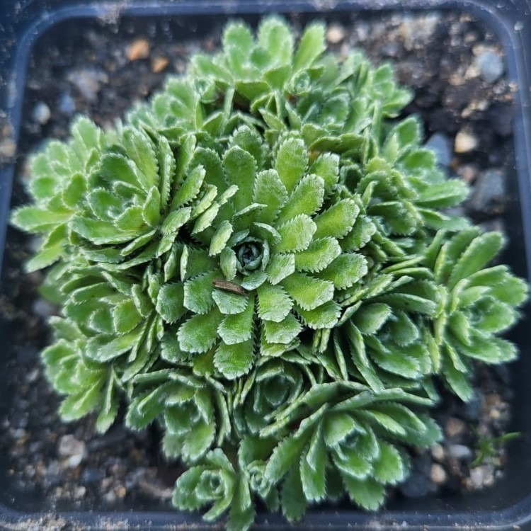 Zdjęcie rośliny: Skalnica / Saxifraga Imsterberg