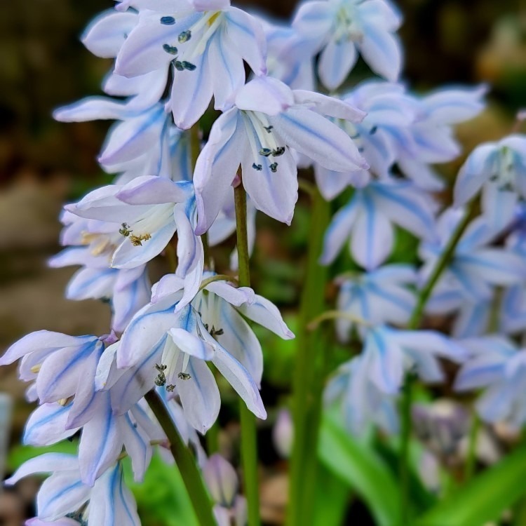 Zdjęcie rośliny: „Cebulica Miszczenki (Tubergena) / Scilla mischtschenkoana Tubergeniana”