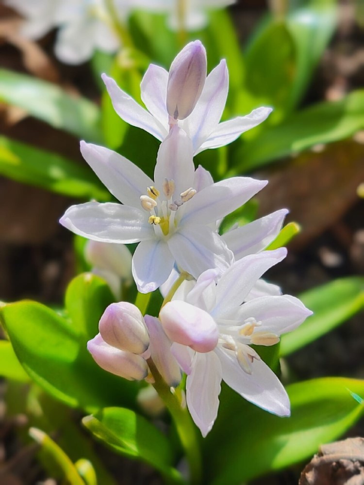 Zdjęcie rośliny: Cebulica Miszczenki (Tubergena) / Scilla mischtschenkoana Tubergeniana