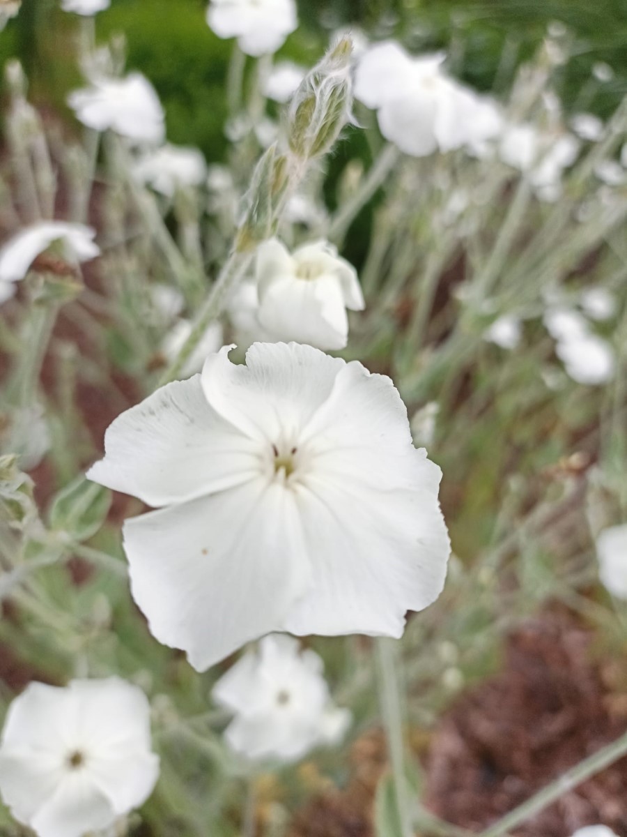 Zdjęcie rośliny: Firletka omszona biała / Silene coronaria Alba