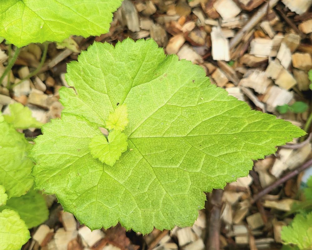 Zdjęcie rośliny: Tolmiea Menziesa / Tolmiea menziesii Cool Gold