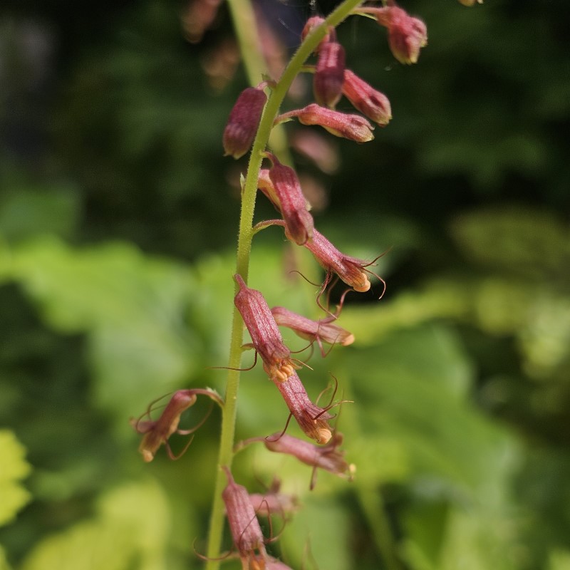 Zdjęcie rośliny: Tolmiea Menziesa / Tolmiea menziesii Cool Gold