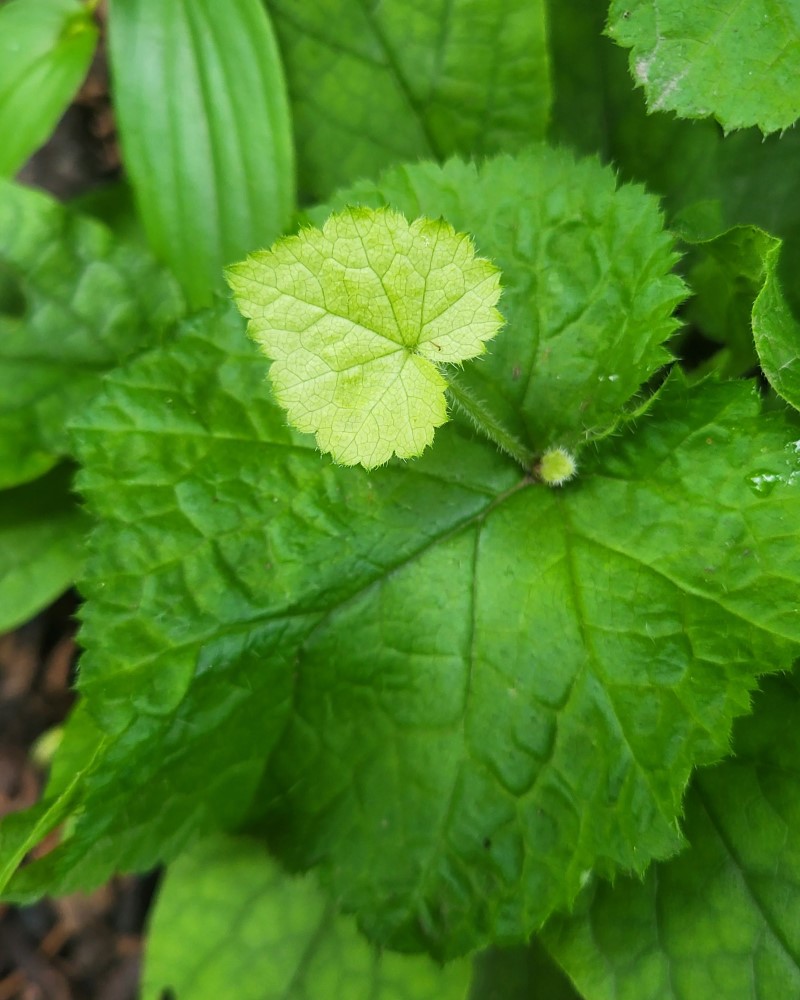 Zdjęcie rośliny: Tolmiea Menziesa / Tolmiea menziesii Cool Gold