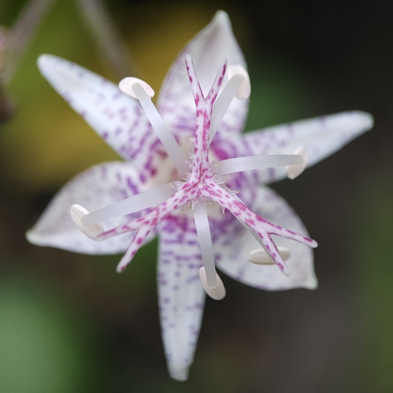 Zdjęcie rośliny: Trójsklepka / Tricyrtis macropoda