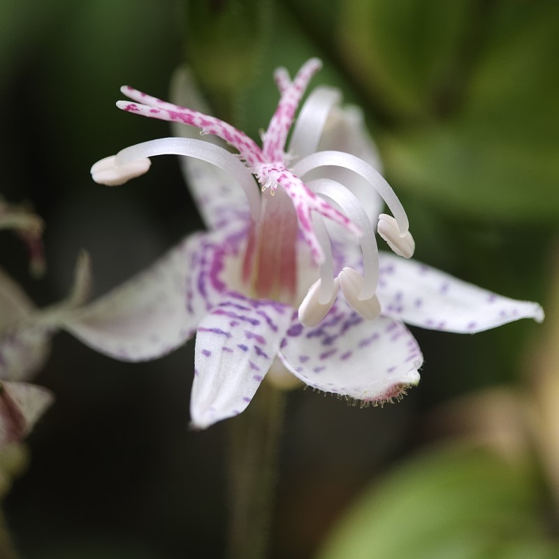 Zdjęcie rośliny: Trójsklepka / Tricyrtis macropoda