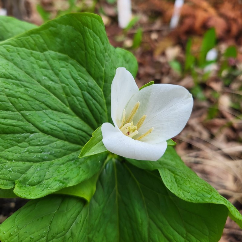 Zdjęcie rośliny: Trójlist kamczacki / Trillium camschatcense Nemuro