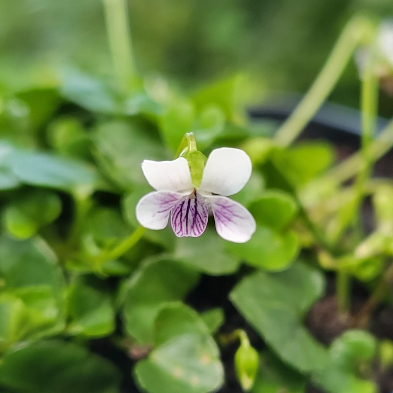 Zdjęcie rośliny: Fiołek / Viola verecunda var. yakusimana