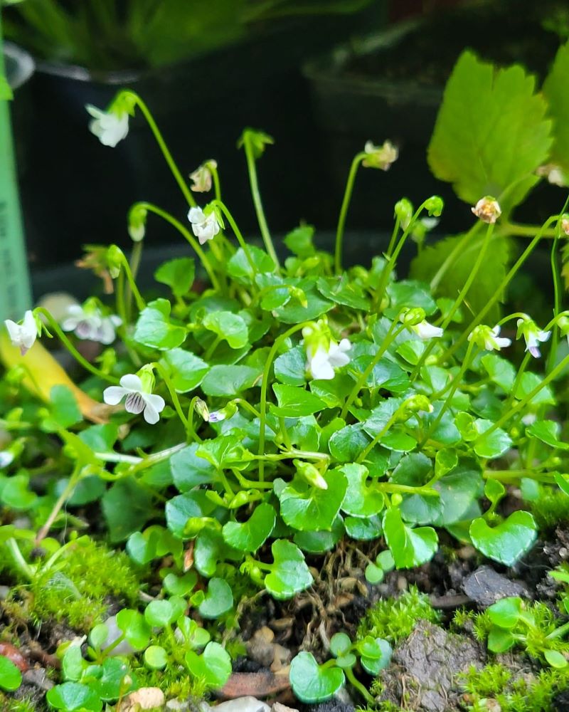 Zdjęcie rośliny: Fiołek / Viola verecunda var. yakusimana