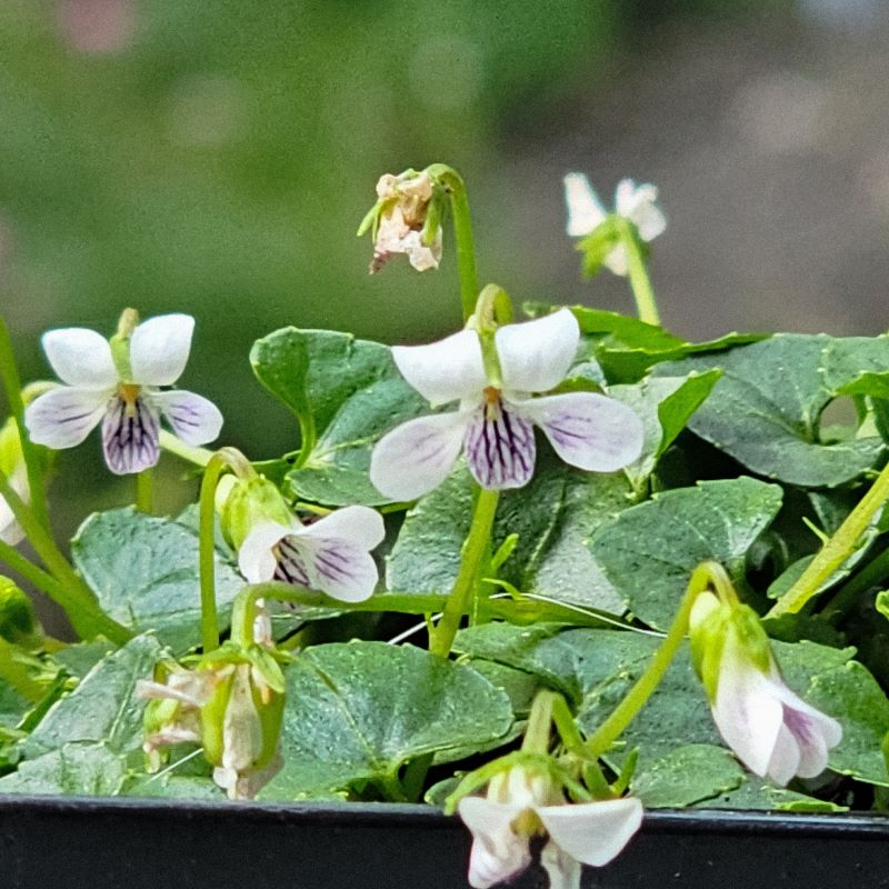 Zdjęcie rośliny: Fiołek / Viola verecunda var. yakusimana
