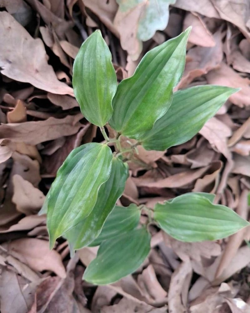 Zdjęcie rośliny: Disporopsis fuscopicta