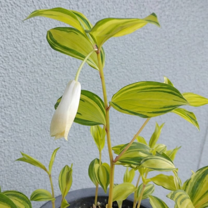 Zdjęcie rośliny: Parnik wspaniały / Disporum sessile Awa no Tsuki