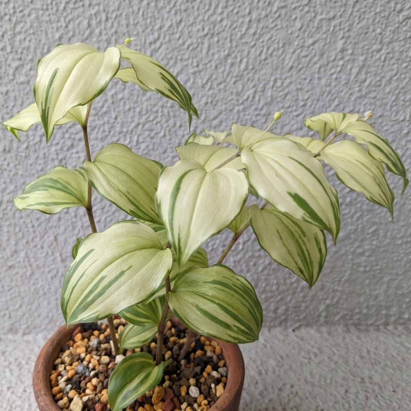 Zdjęcie rośliny: Parnik / Disporum smilacinum Daisetsurei