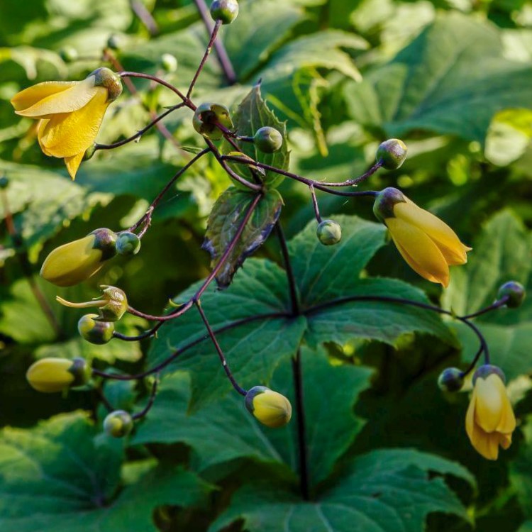 Zdjęcie rośliny: Kirengeszoma dłoniasta / Kirengeshoma palmata Black Style