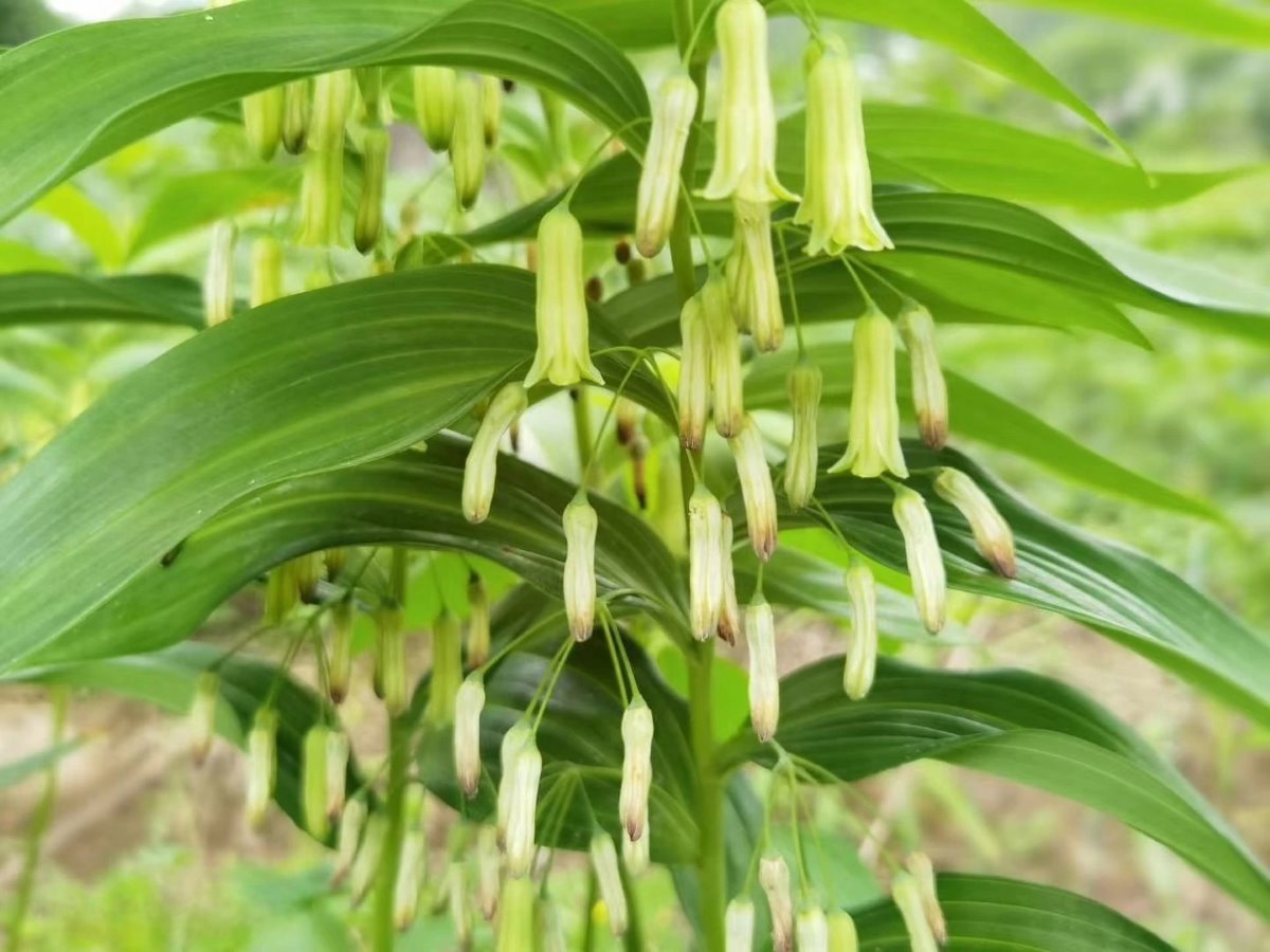 Zdjęcie rośliny: Kokoryczka / Polygonatum cyrtonema