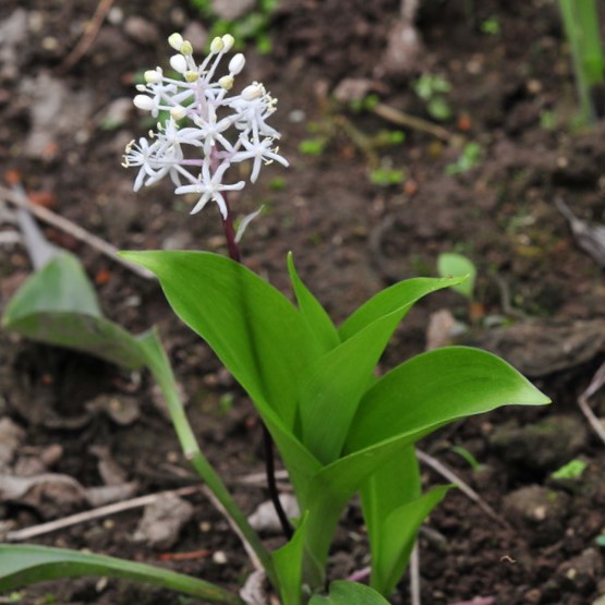 Zdjęcie rośliny: Speiranta konwaliowata / Speirantha gardenii (convallarioides)