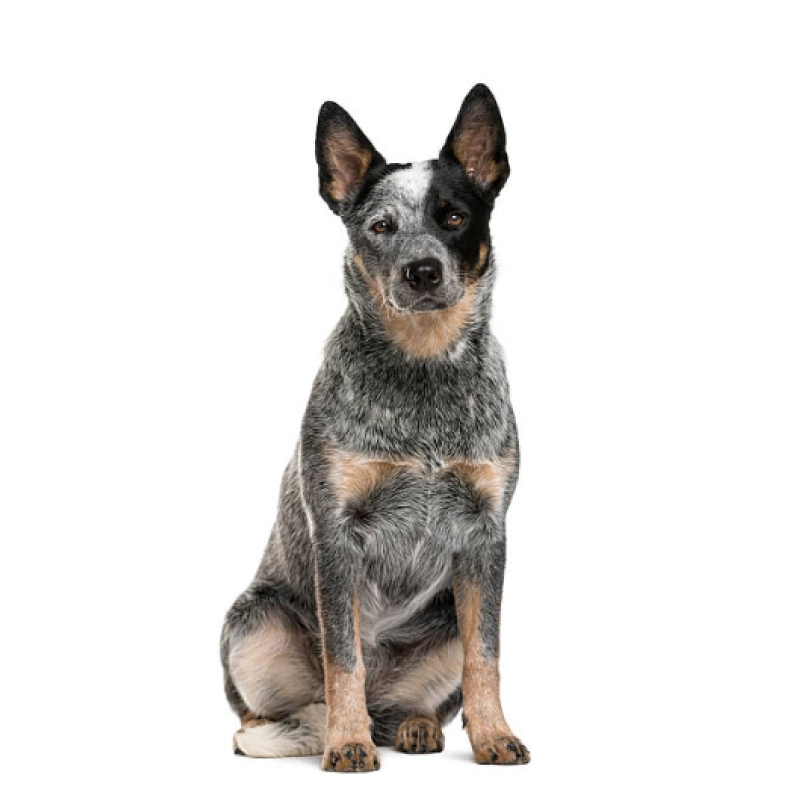 australian cattle dog