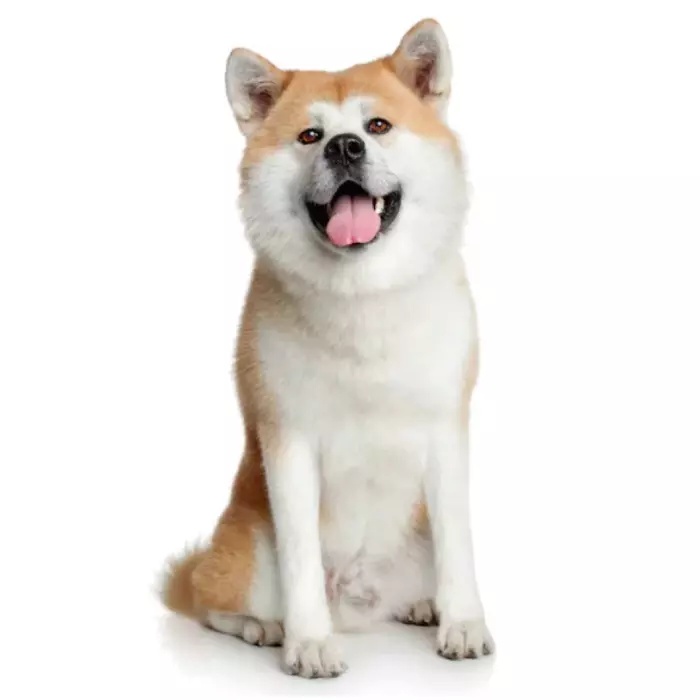 akita inu