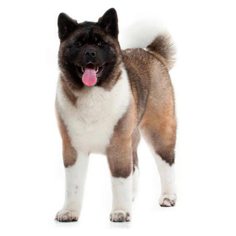 akita americano