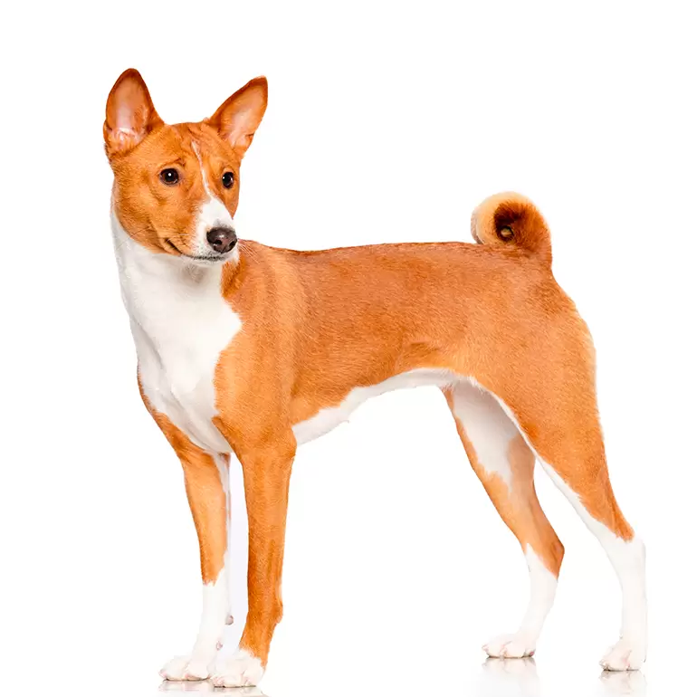 basenji