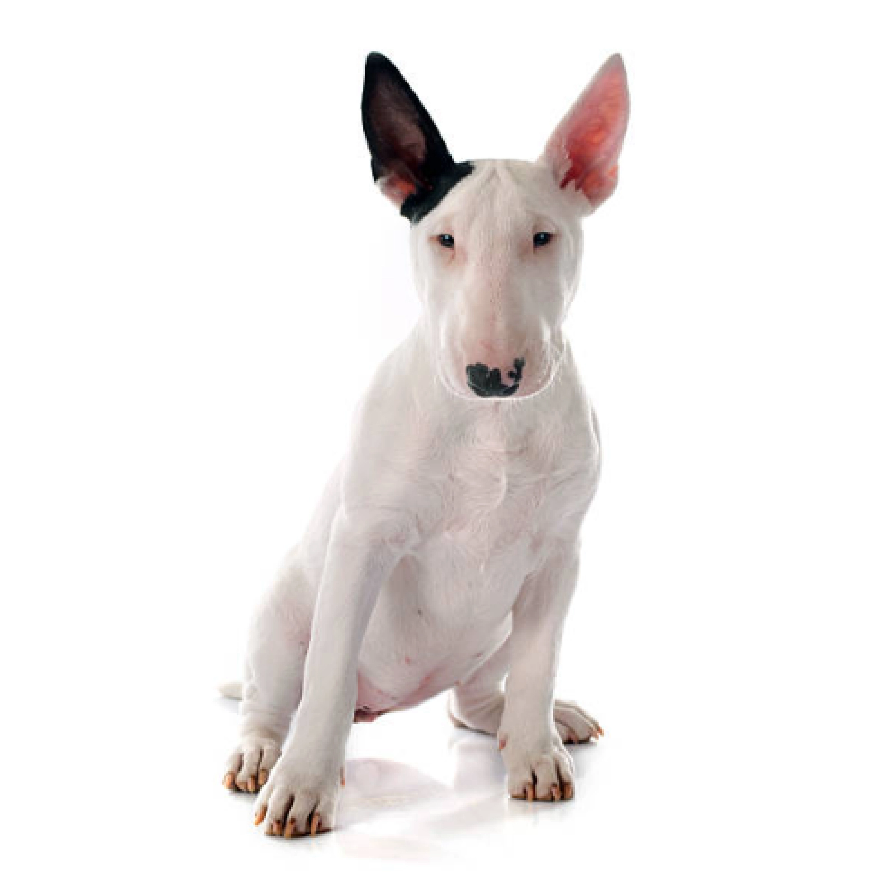 bull Terrier