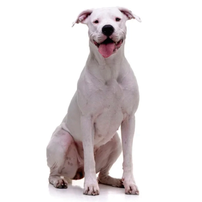 dogo argentino