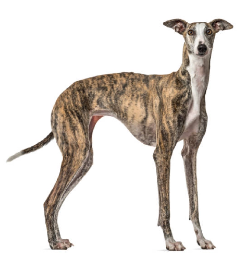 galgo español