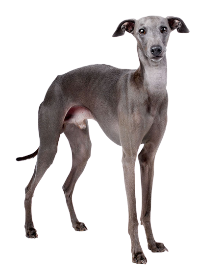 galgo italiano