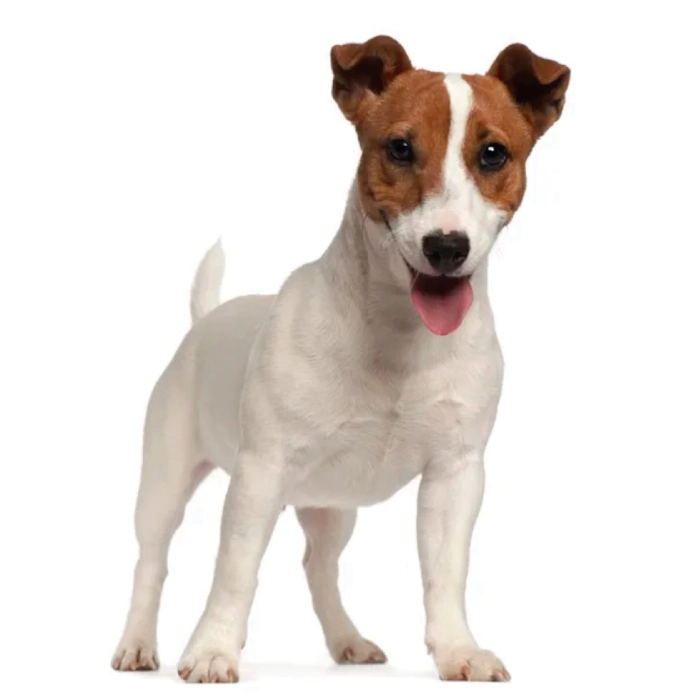 jack russell terrier