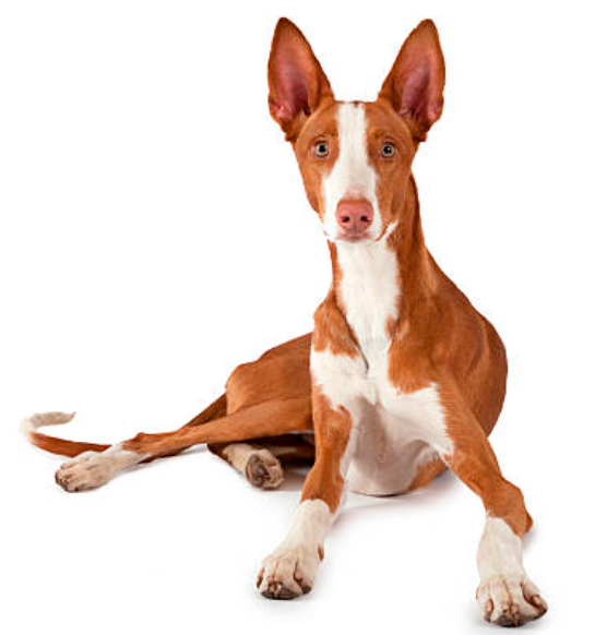 podenco ibicenco