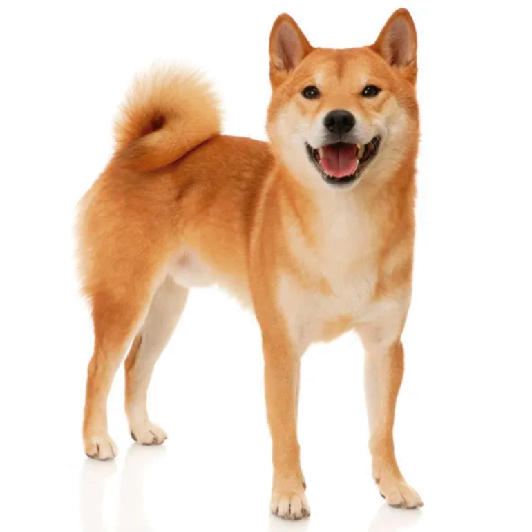 shiba inu