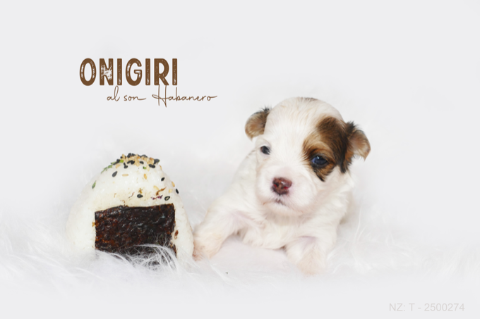 Compra de ONIGIRI Al Son Habanero bichon habanero 2 