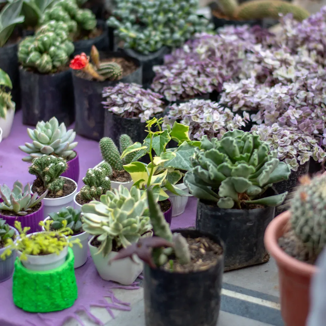 Foto 13 de Clausura FEXCO 2024