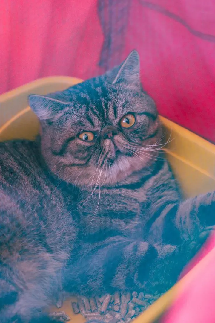 Foto 25 de Cocha Pet