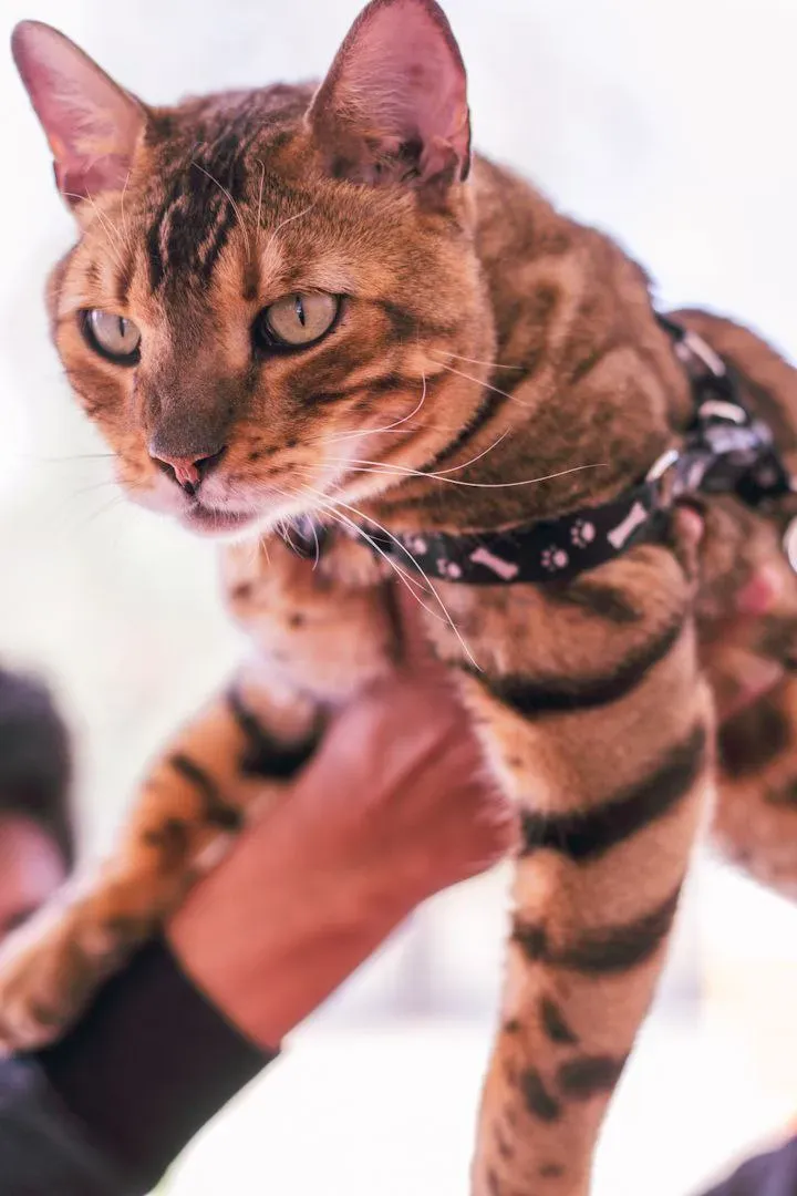 Foto 22 de Cocha Pet