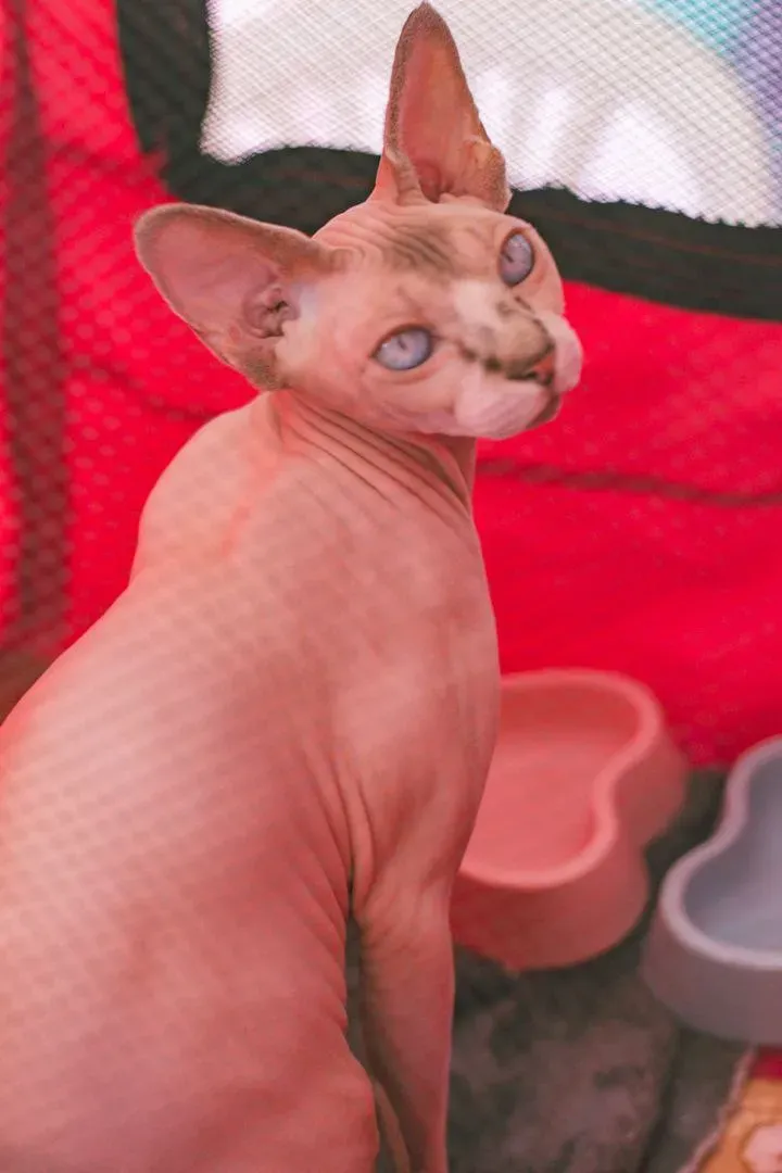 Foto 21 de Cocha Pet