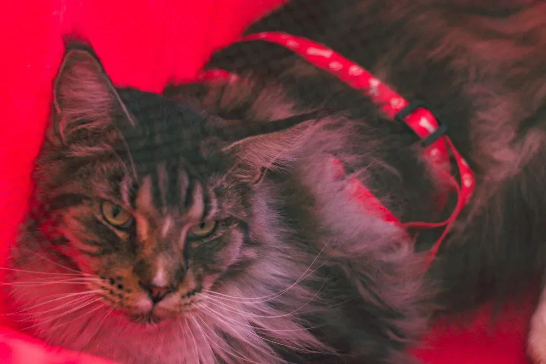 Foto 19 de Cocha Pet