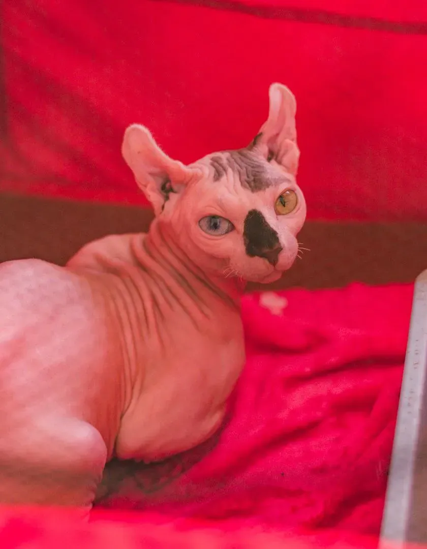 Foto 18 de Cocha Pet