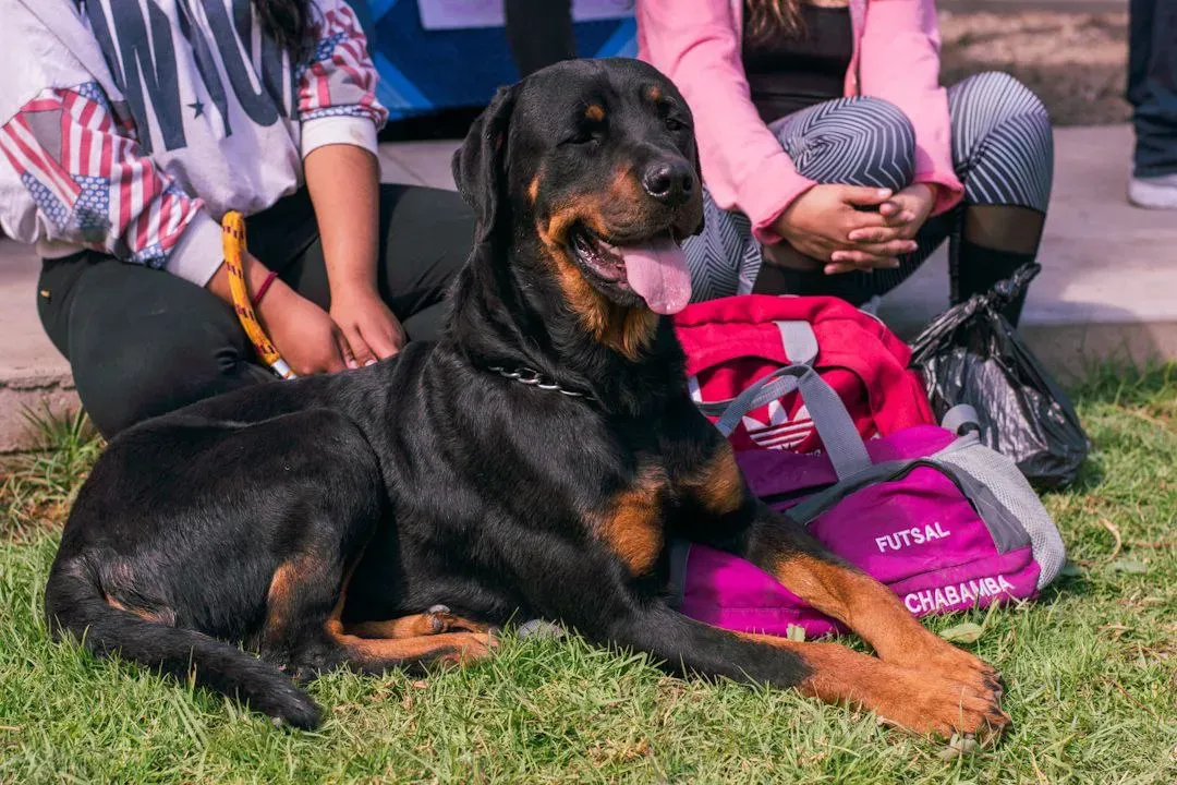 Foto 12 de Cocha Pet