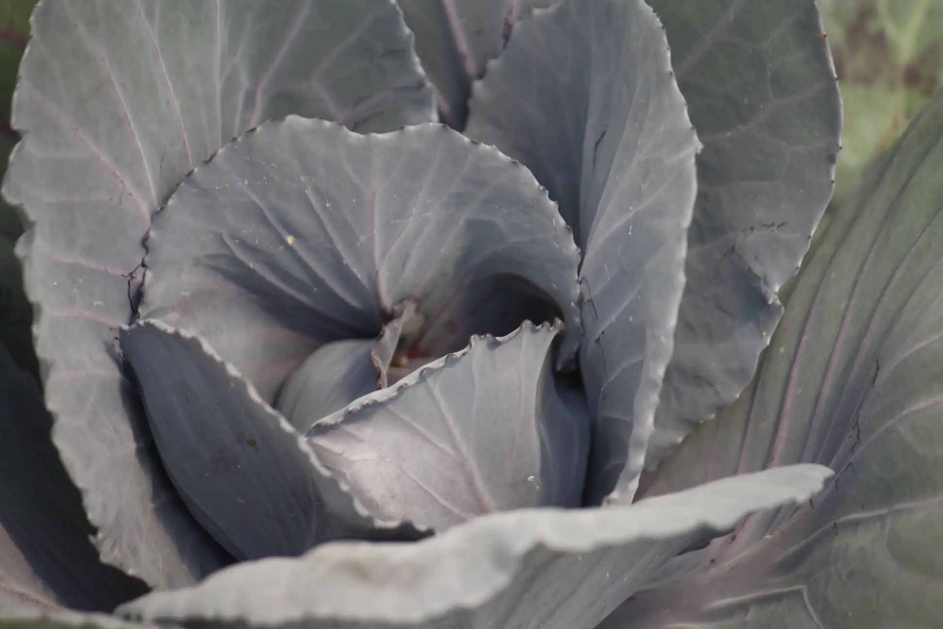 White Cabbage