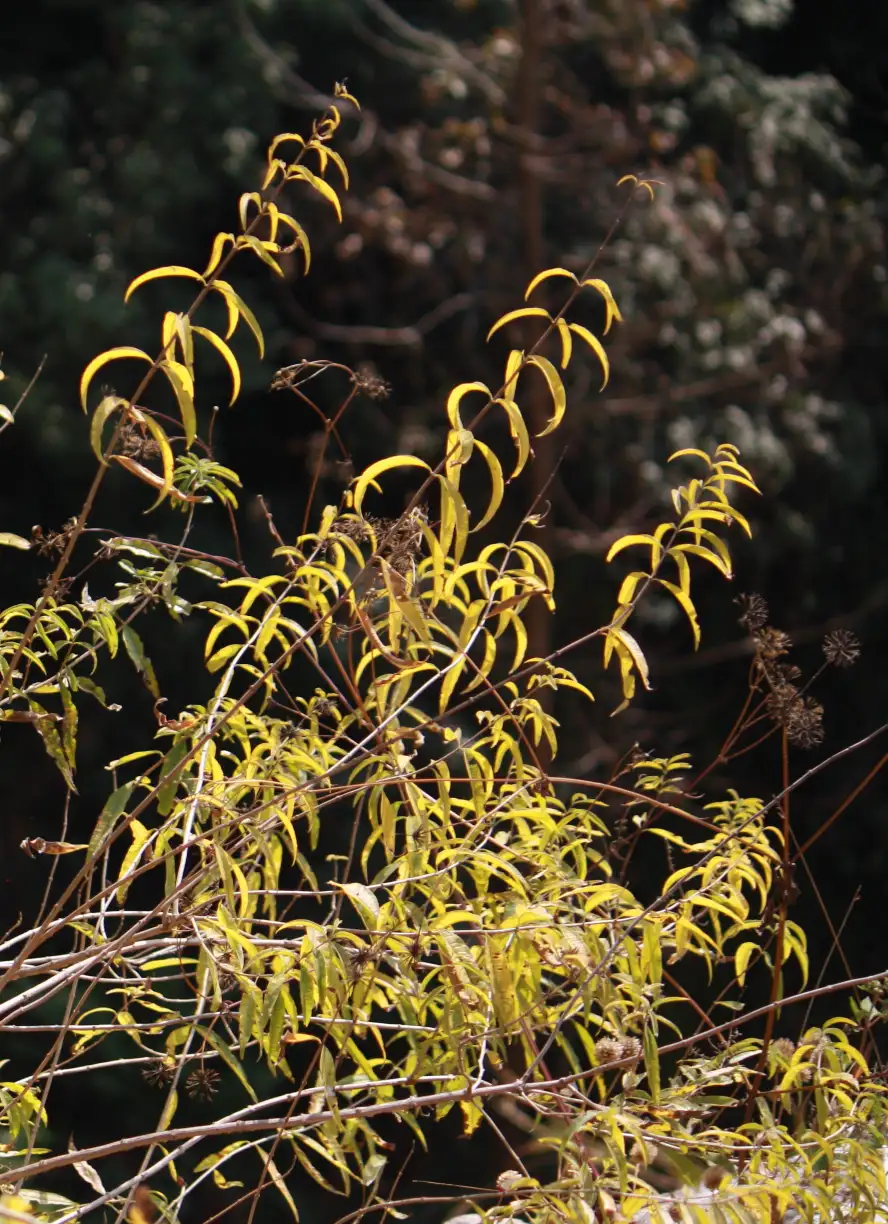 Lemon Verbena