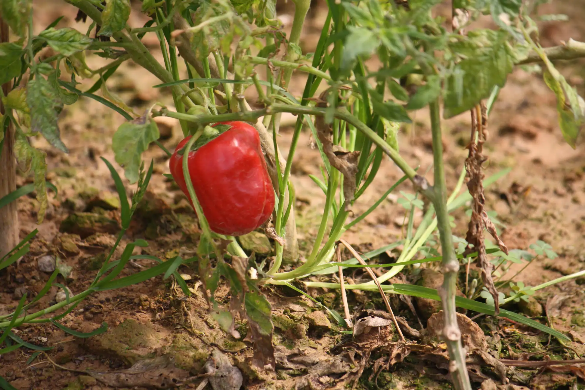 Paprika