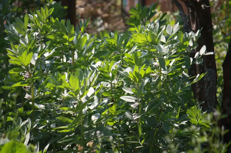 Broad Bean