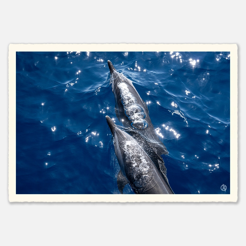 #37. Dolphins Mauritius 2023