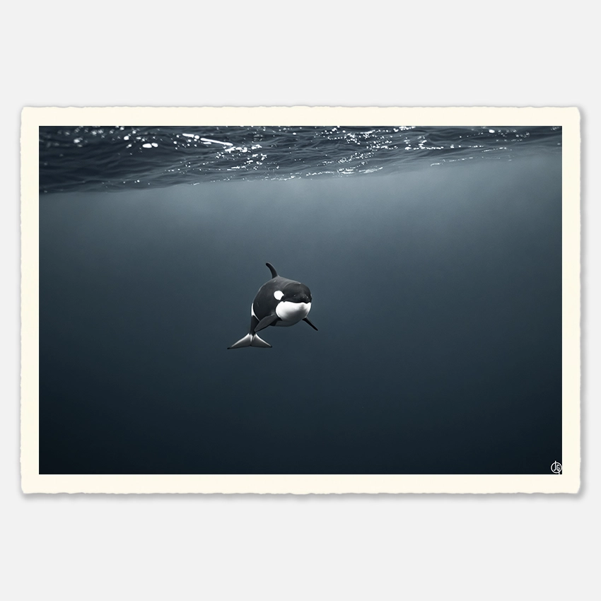 #45. Orcas Norway 2022