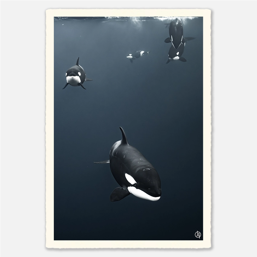 #44. Orcas Norway 2022