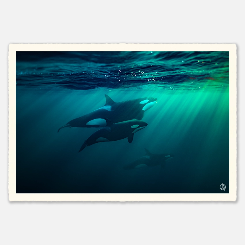 #05. Orcas Norway 2022