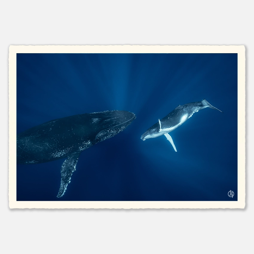 #21. Humpbacks Reunion 2023