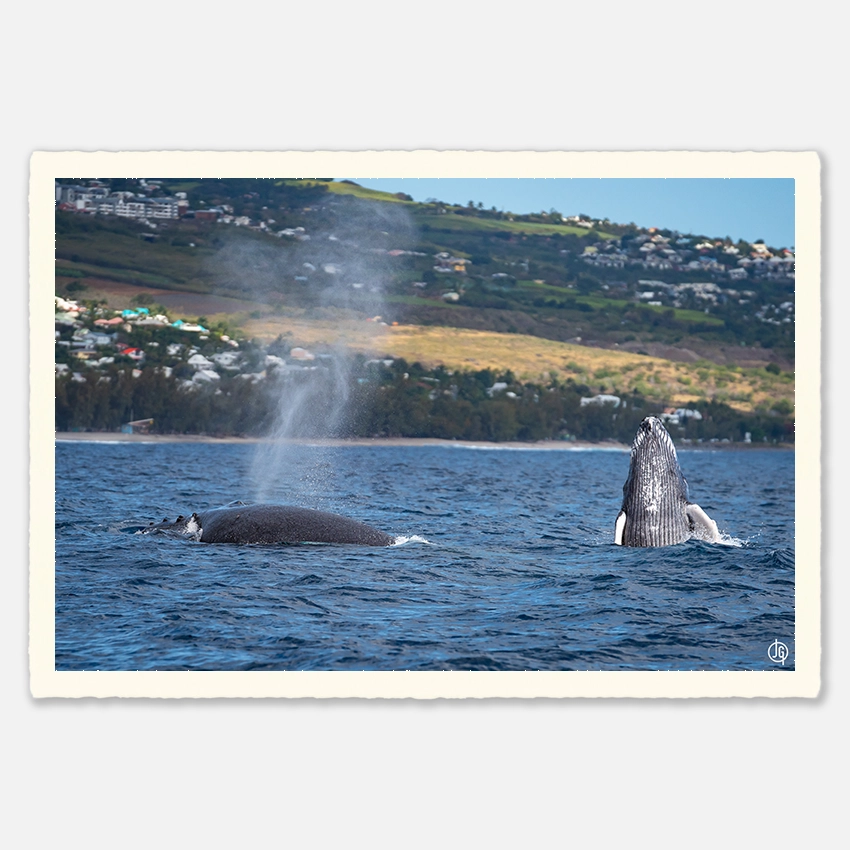 #41. Humpbacks Reunion 2023
